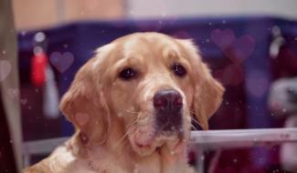 Le Love Dog Show a séduit les passionnés au Grand Palais de Charleroi
