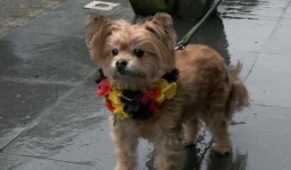 C Local : balade canine déguisée à Montigny-le-Tilleul