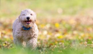Courcelles: "Pâques des Animaux", avec une grande récolte pour la SPA