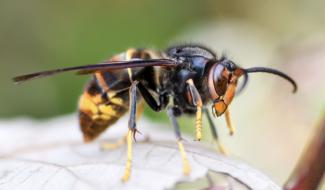Lobbes : soirée d'information sur le frelon asiatique