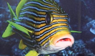 C Local : 6ème édition de l'expo photos sous-marines de la LIFRAS