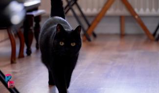 Pense-Bêtes : Bar à chats le Mysticat à Auvelais