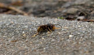 Courcelles et Fleurus se mobilisent pour lutter contre les frelons asiatiques !