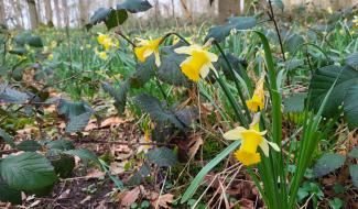 Aiseau-Presles : entre patrimoine historique et nature en fleurs