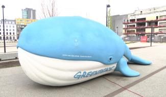 Bernard, la baleine bleue de Greenpeace, fait escale à Charleroi