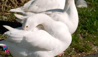 Pense-Bêtes : Foyer d'accueil pour animaux de ferme