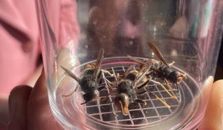 Frelons asiatiques: déjà 2.440 fondatrices capturées en Région wallonne