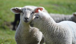 Nouvelle édition de "Rendez-vous en terre agricole", du 25 avril au 7 juin