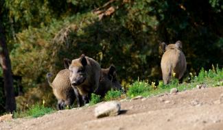 Plusieurs apparitions de sangliers cartographiées dans la région de Charleroi
