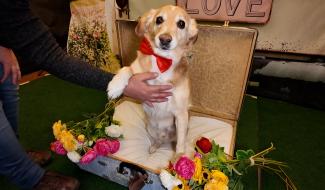 C Local : salon du bien-être animal à Ham-sur-Heure