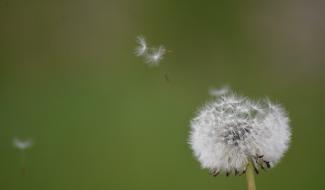 C'est le moment de sortir vos mouchoirs, la saison des pollens de graminées a commencé