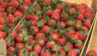 C Local : Fête de la fraise à Thirimont