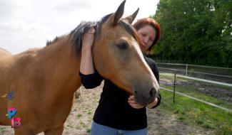 Pense-Bêtes : Le poney club du Buisseret