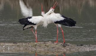 Un week-end  spécial "cigognes" à l'Aquascope de Virelles