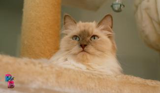 Pense-Bêtes : Portrait de race : le ragdoll