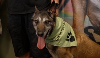 Après des années de service, Volt, un chien policier, prend sa retraite