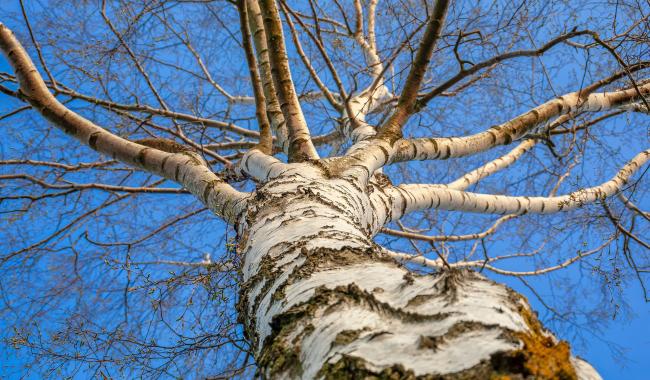 La saison du pollen de bouleau commence plus tôt en raison de la météo clémente
