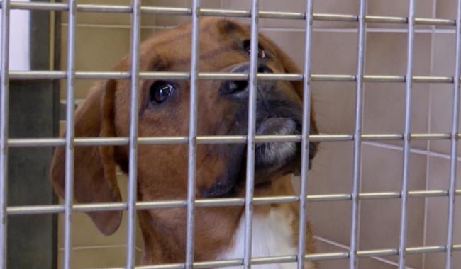 La SPA de Charleroi est fermée jusqu'à nouvel ordre suite à des cas de giardiose