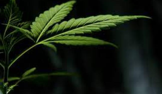 Au moins quatre ans de prison requis pour un trafic de cannabis en association