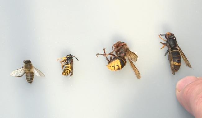 La Wallonie part en guerre contre le frelon asiatique