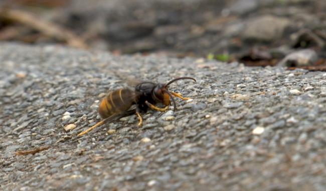 La commune de Courcelles a déjà détruit plus de 100 nids de frelons asiatiques en 2025