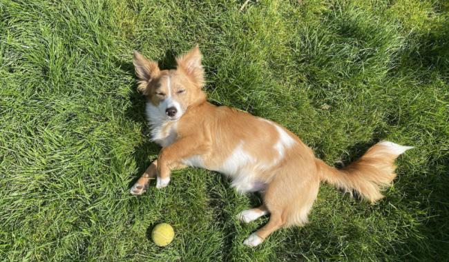 La réforme du code du bien-être animal adoptée en 1re lecture par le gouvernement wallon