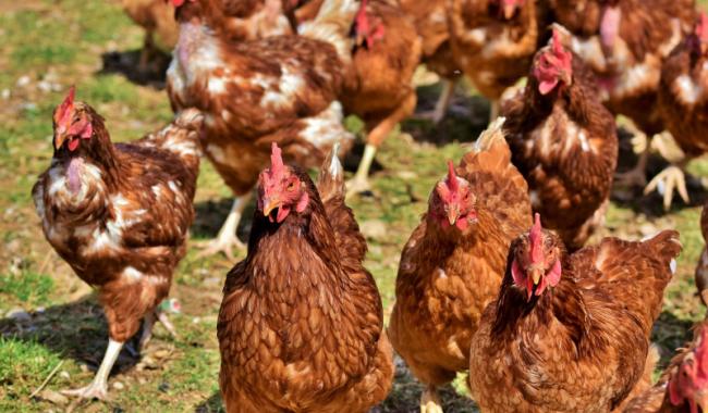 Un nouvel appel pour adopter des poules, dans la région de Virelles