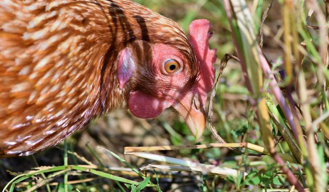 Grippe aviaire : Confinement obligatoire des volailles et oiseaux détenus par des professionnels dès ce samedi