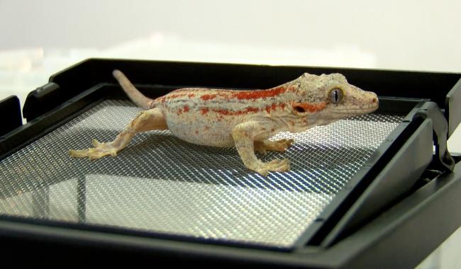 C Local : Insectopy, bourse aux insectes et reptiles au CEME