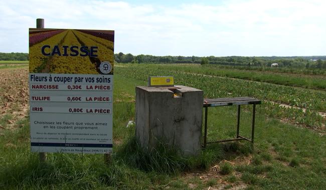 Cueillez votre propre bouquet: le succès des champs de fleurs à couper!