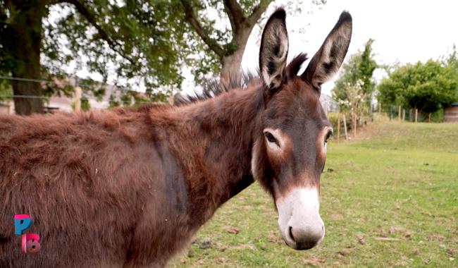 Pense-Bêtes : La ferme de Marti et ses amis