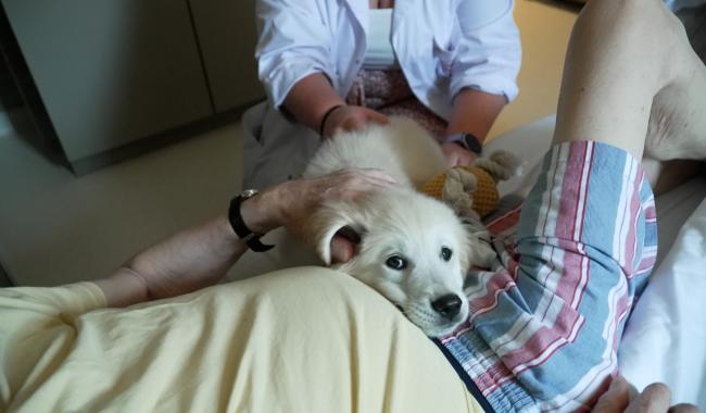 À l’hôpital Léonard de Vinci, un chien adoucit les douleurs