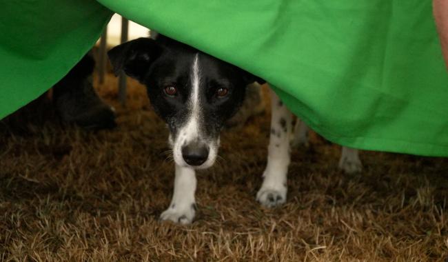 Sivry-Rance : la troisième édition de la Journée du bien-être animal sous la pluie