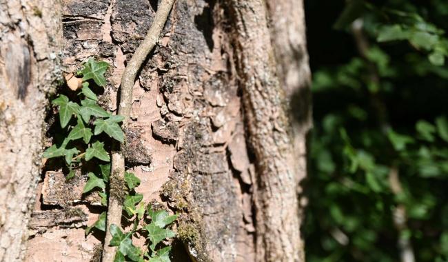 Parc national de l'ESEM : 1800 ha de forêt vont évoluer à leur rythme