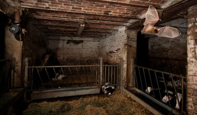 La Nuit européenne des chauves-souris 2025 aura lieu du 30 au 31 août