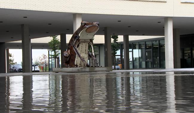 Charleroi: Un crapaud protégé devenu la mascotte de l’hôpital des Viviers