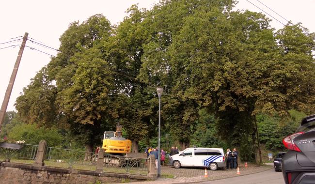 Émotion et incompréhension autour de l’abattage de marronniers classés à Thuin