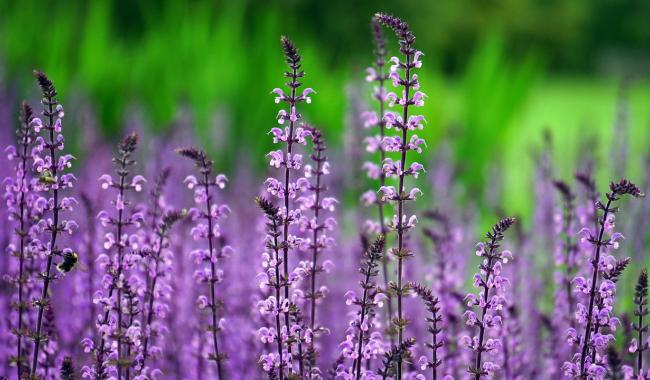 Le premier Festival des Jardins-Forêts en Belgique