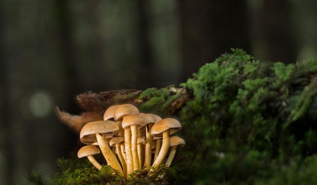 Journée découverte de champignons à Jamioulx