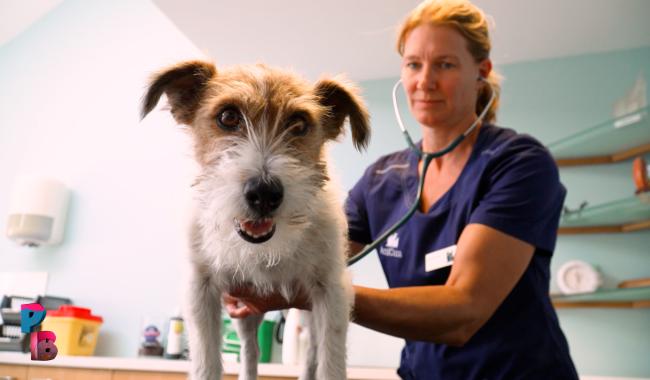 Pense-Bêtes : Le chien (conseils véto)