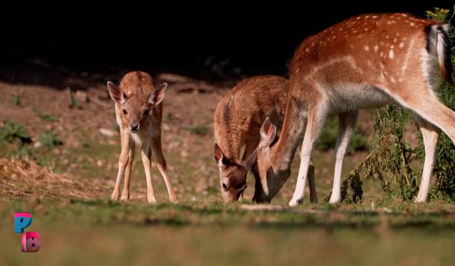 Pense-Bêtes : Les daims de la ferme des 3 centenaires