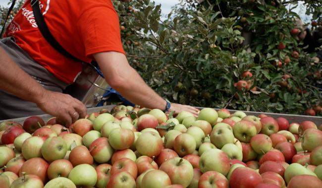Fleurus : l'effervescence dans les vergers