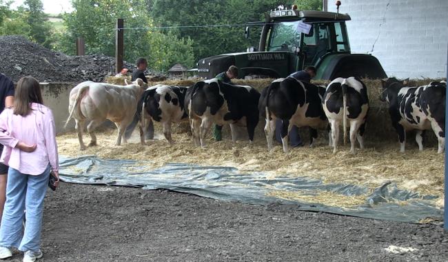 C Local : concours du meilleur juge blanc bleu belge à Beaumont