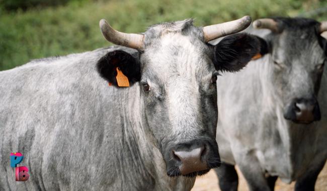 Pense-Bêtes : Help Animals, un refuge pour animaux de ferme