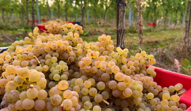 Montigny-le-Tilleul : des vendanges exceptionnelles pour le Domaine du Blanc Caillou !
