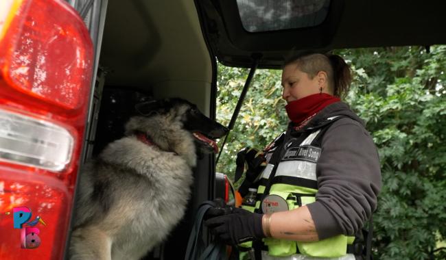 Pense-Bêtes : Les chiens de détection