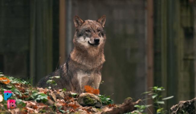 Pense-Bêtes : les loups