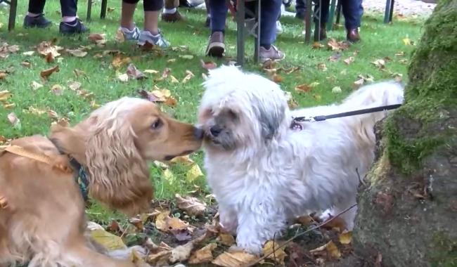 Ham-sur-Heure/Nalinnes : la Bénédiction Saint-Hubert revient ce dimanche 9 novembre