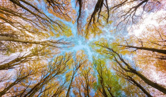 Fleurus : Journée de l'arbre le 29 nvoembre