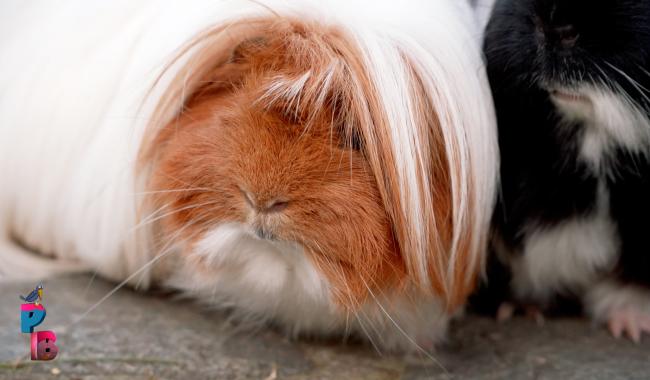 Pense-Bêtes : Le cochon d'Inde